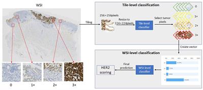 A Deep Learning Quantification Algorithm for HER2 Scoring of Gastric Cancer